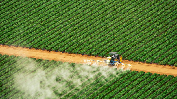 Reliable Ellaville, GA Pest Control Solutions