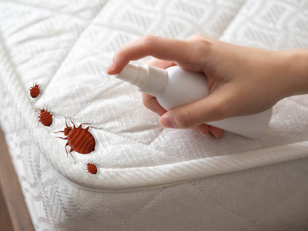 Best Wasp Removal Services  in Ellaville, GA