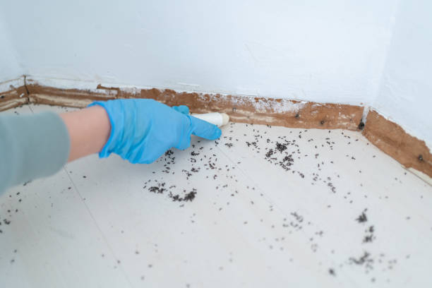 Best Affordable Pest Control Services  in Ellaville, GA
